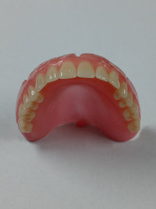 Upper Denture Size 2.6 Inches Shade