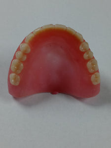 Upper Denture Size 2.6 Inches Shade