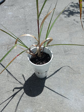 Load image into Gallery viewer, ORGANIC live LEMONGRASS Plant - EDIBLE Variety aka Cymbopogon Citrates, Cook, Tea, or Make Essential Oils! Perennial herb plant