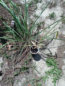 ORGANIC live LEMONGRASS Plant - EDIBLE Variety aka Cymbopogon Citrates, Cook, Tea, or Make Essential Oils! Perennial herb plant